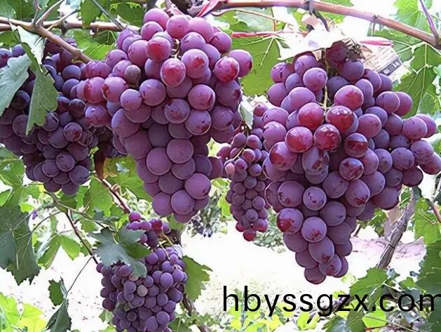 葡萄施底(di)肥的(de)意(yi)義(yi)